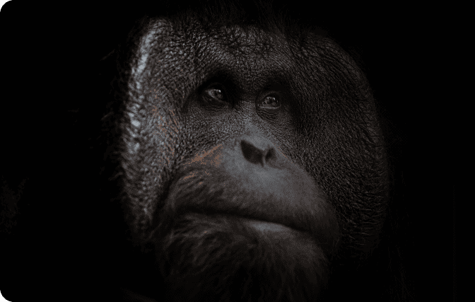 Black orangutan