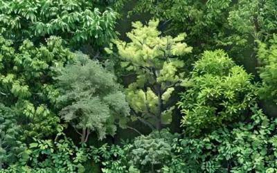 Biodiversity Restoration: A Business and Climate Imperative